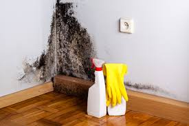 Why You Should Choose Our Mold Remediation Services in Sterling, CO